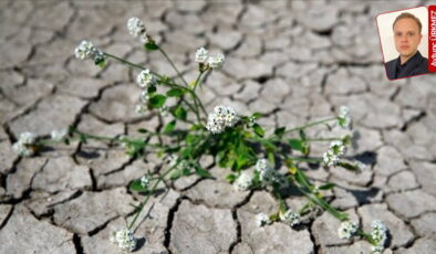 Zeytinliğe maden, ovaya beton: ‘İktidar paranın yeşilini, doğanın yeşiline tercih ediyor’