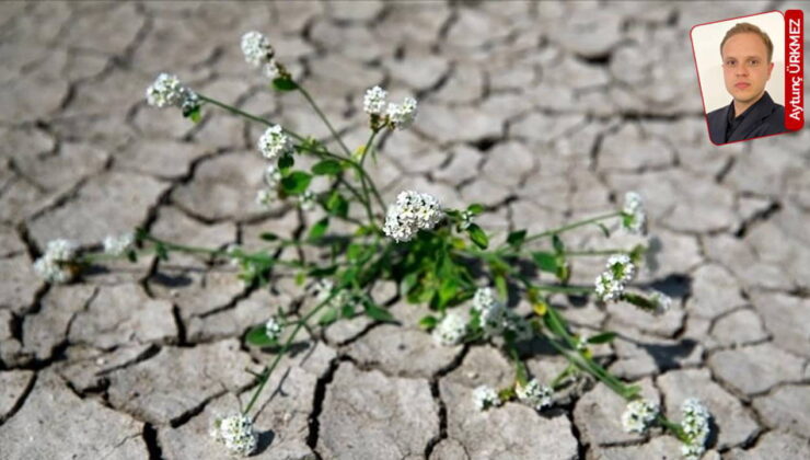 Zeytinliğe maden, ovaya beton: ‘İktidar paranın yeşilini, doğanın yeşiline tercih ediyor’