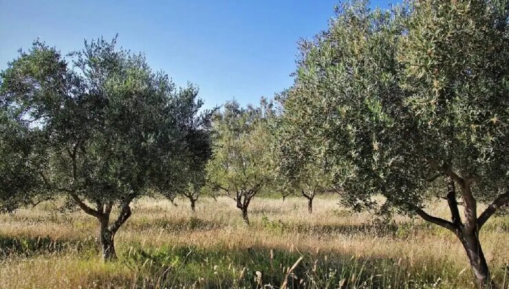 Zeytinlikler için direnen köylülerden kamuoyuna açık mektup
