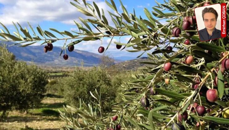 Zeytinliklerin talanına yol açacak yasa teklifinin anayasaya aykırı olduğu vurgulandı: ‘Mülkiyeti maddi ve hukuki olarak zayıflatıyor’