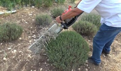 10 yıl önce hobi amacıyla ekti, şimdi gelir kapısı oldu!