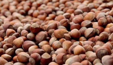 2025-2026 sezonu kabuklu fındık alım fiyatları belirlendi