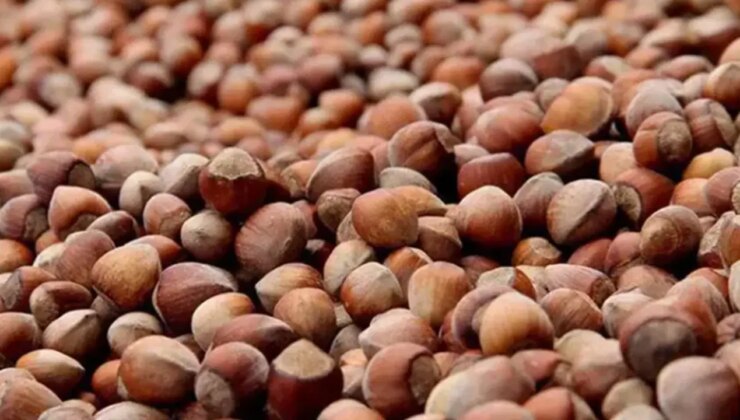 2025-2026 sezonu kabuklu fındık alım fiyatları belirlendi