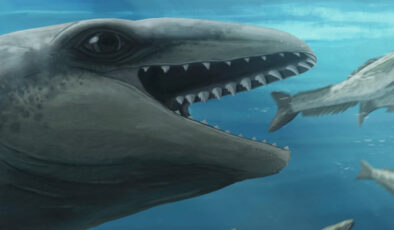 25 milyon yıllık fosilden yeni balina türü keşfedildi