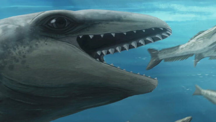 25 milyon yıllık fosilden yeni balina türü keşfedildi