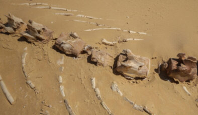 26 milyon yıllık keskin dişli balina türü Avustralya’da bulundu