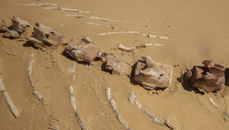 26 milyon yıllık keskin dişli balina türü Avustralya’da bulundu