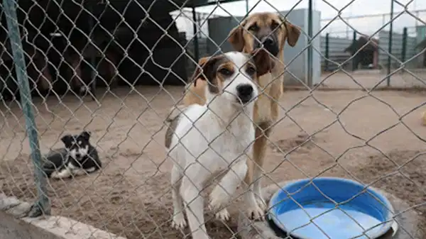 3 şehirde sahipsiz hayvanlar için koruma birliği kurulacak