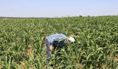 5 bin dekar alanda yetişiyor: Ortadoğu ve ABD’ye ihraç ediliyor! Köyün geçim kaynağı…