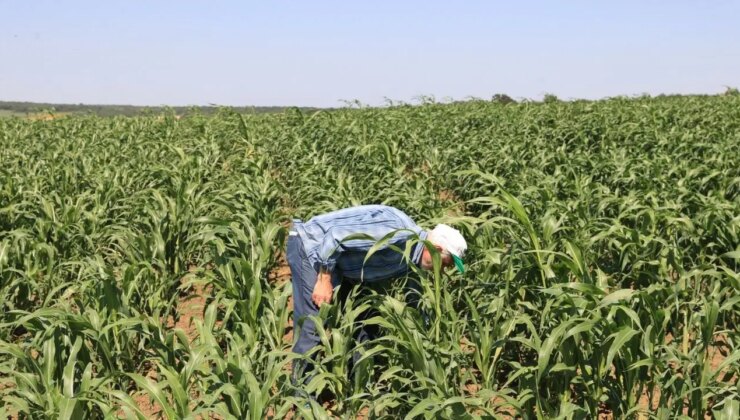5 bin dekar alanda yetişiyor: Ortadoğu ve ABD’ye ihraç ediliyor! Köyün geçim kaynağı…