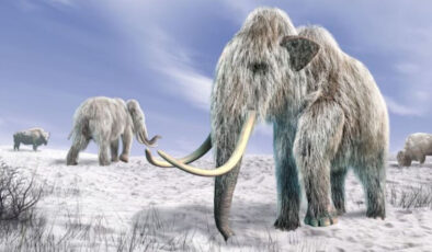 75 bin yıllık kemikler buzul çağı hayvanlarının ürkütücü kaderini ortaya çıkardı