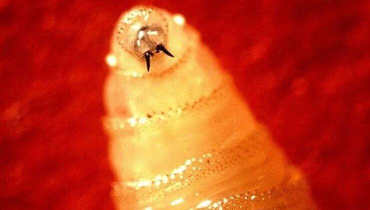 ABD’de bir ilk: Et yiyen kurt vakası tespit edildi