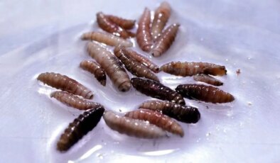 ABD’de ilk kez ‘et yiyen kurt’ vakası görüldü