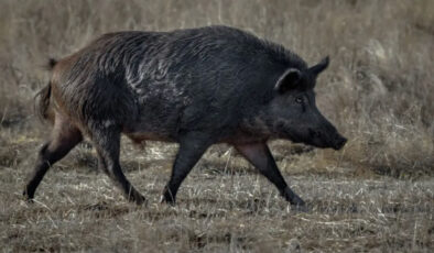 ABD’de mavi domuz eti yetkilileri harekete geçirdi: Eti yemeyin