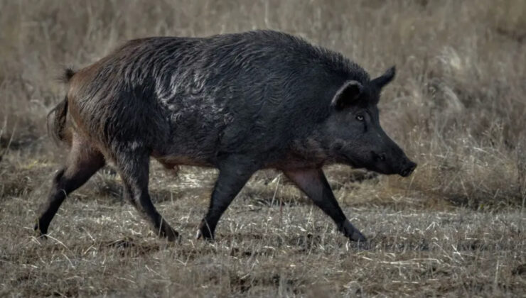 ABD’de mavi domuz eti yetkilileri harekete geçirdi: Eti yemeyin