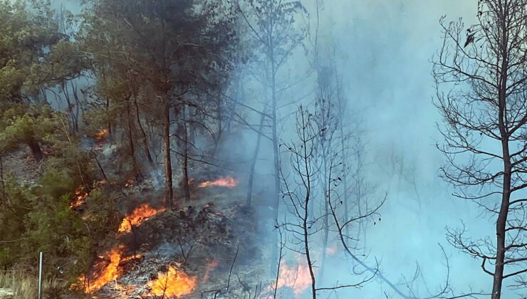Adana İmamoğlu’nda orman yangını