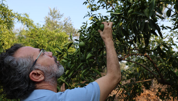 Adana’da kuraklık narenciye bahçelerini tehdit ediyor