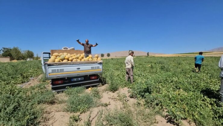 Adilcevaz’da hasat başladı: İlçenin simgesi….