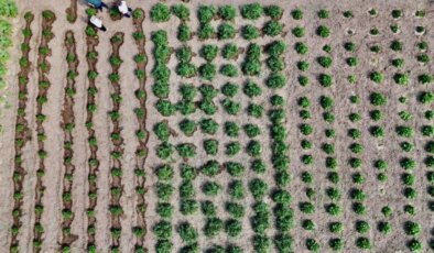 Ağrı’da hibeli sebze meyvesini verdi: Hedef 14 bin ton verim
