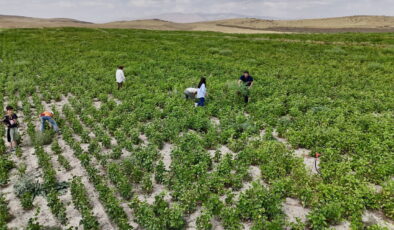 Ağrı’da yetişmez dediler! Dekar başına 290 kilo verim bekleniyor…