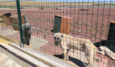 AKP’li Öztürk, ‘Köpekleri hallet’ demişti: HayKonFed ile Haytap suç duyurusunda bulundu!