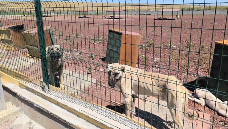 AKP’li Öztürk, ‘Köpekleri hallet’ demişti: HayKonFed ile Haytap suç duyurusunda bulundu!