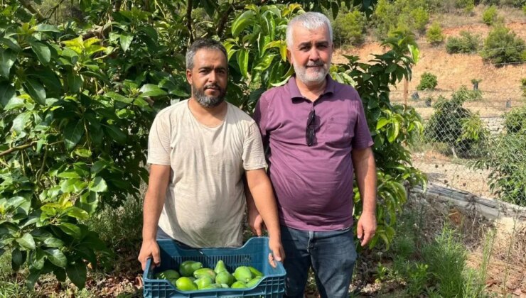 Alanya’da erkenci clifton hasadı: Tanesi 55 TL