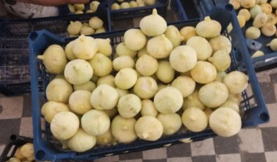 Altından bal damlayan incir üreticisinin yüzü güldü: 35 bin ton rekolte bekleniyor