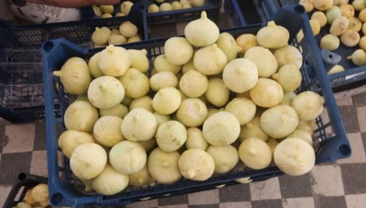 Altından bal damlayan incir üreticisinin yüzü güldü: 35 bin ton rekolte bekleniyor