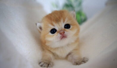 Alzheimer araştırmalarında devrim: Kediler demans hastalığının umudu olabilir!