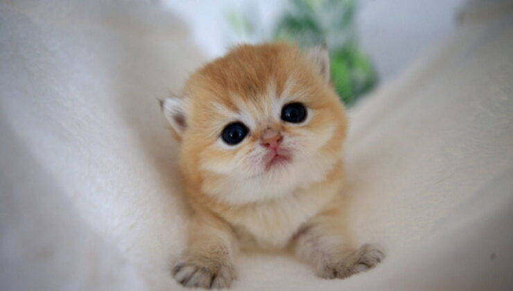 Alzheimer araştırmalarında devrim: Kediler demans hastalığının umudu olabilir!