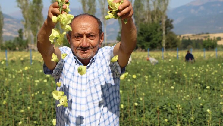 Amasya’nın tescilli lezzetine Afrika’dan rakip! Hasadı zorlu…