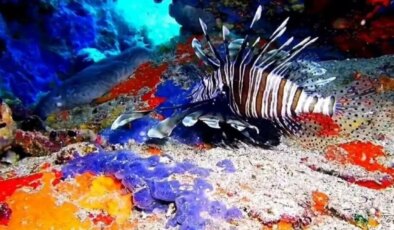 Anavatanı binlerce kilometre uzakta: Hint Okyanusu canlısı Ayvalık’ta görüntülendi