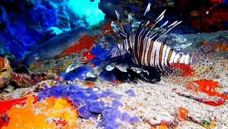 Anavatanı binlerce kilometre uzakta: Hint Okyanusu canlısı Ayvalık’ta görüntülendi