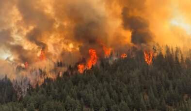 Arıları sakinleştirmek isterken Kahramanmaraş’ı yaktı! 80 hektar orman kül oldu…