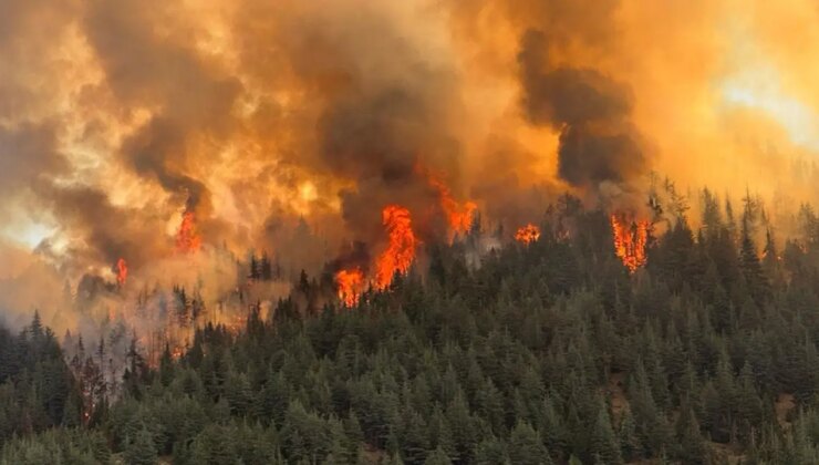 Arıları sakinleştirmek isterken Kahramanmaraş’ı yaktı! 80 hektar orman kül oldu…