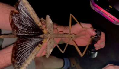 Avustralya’da 44 gram ağırlığında yeni bir çekirge keşfedildi