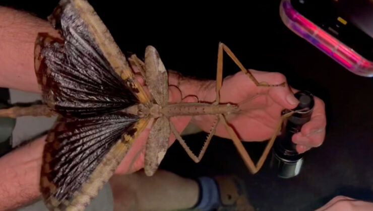 Avustralya’da 44 gram ağırlığında yeni bir çekirge keşfedildi