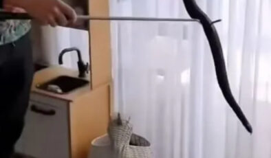 Avustralya’da oyuncak sepetinden yılan çıktı