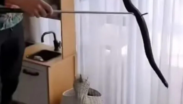 Avustralya’da oyuncak sepetinden yılan çıktı