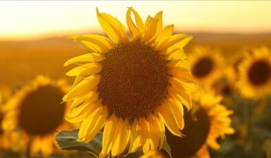 Ayçiçeği tohumu ve yağında yeni gümrük vergileri