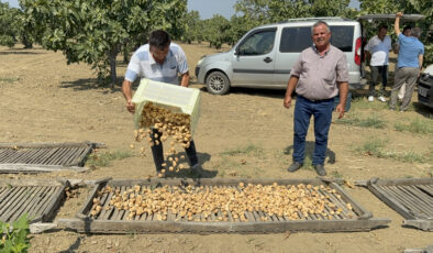 Aydın’da sezonun ilk kuru incirinin kilosu 400 liradan alıcı buldu