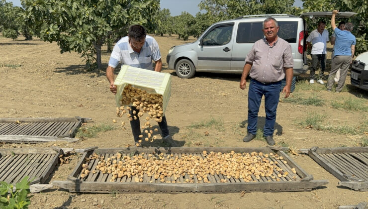Aydın’da sezonun ilk kuru incirinin kilosu 400 liradan alıcı buldu
