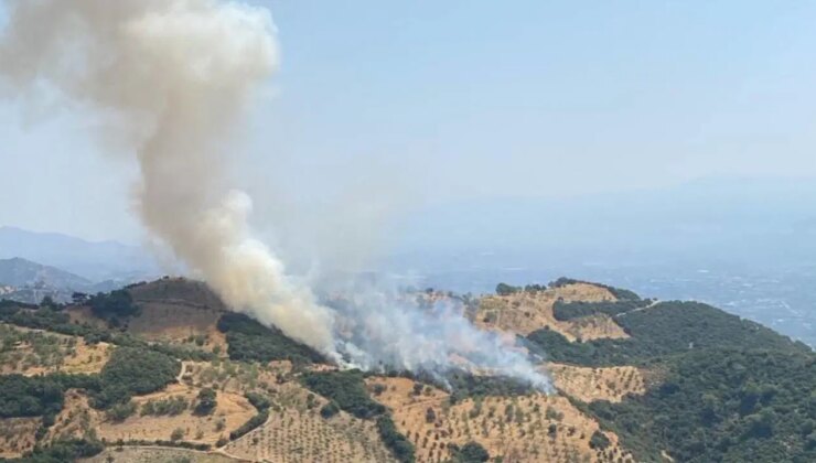 Aydın’da zeytinlik yangını: Müdahale sürüyor!