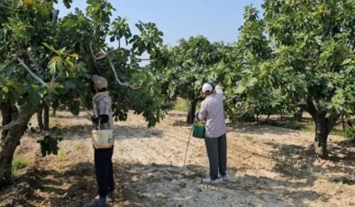 Aydın’ın damak çatlatan lezzeti: Pazarda kilosu 150 TL