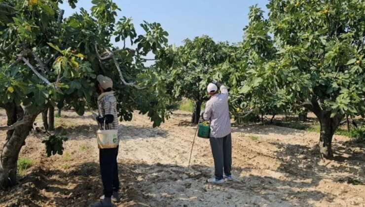 Aydın’ın damak çatlatan lezzeti: Pazarda kilosu 150 TL