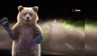 Ayı köye indiğine pişman oldu! Köylüler ayıyı böyle kovaladı