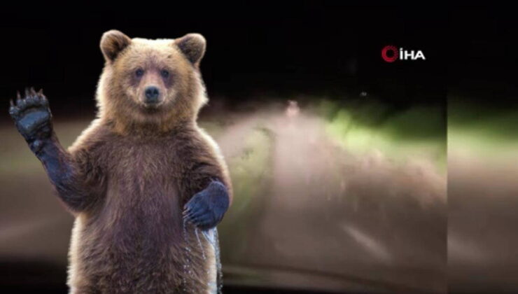 Ayı köye indiğine pişman oldu! Köylüler ayıyı böyle kovaladı