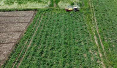 Bafra Ovası’nda yetişiyor: ‘Süheyla’nın hasadı başladı! Fiyatı diğer türlerinin 3 katı…