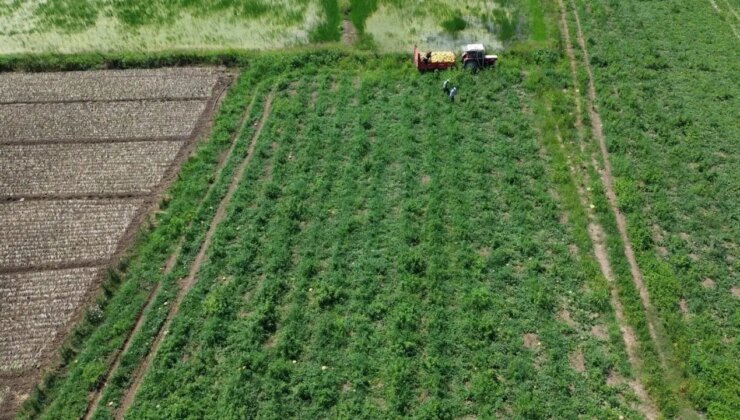Bafra Ovası’nda yetişiyor: ‘Süheyla’nın hasadı başladı! Fiyatı diğer türlerinin 3 katı…